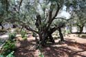 22 Israel, Jerusalem. 1000 year-old-olive tree